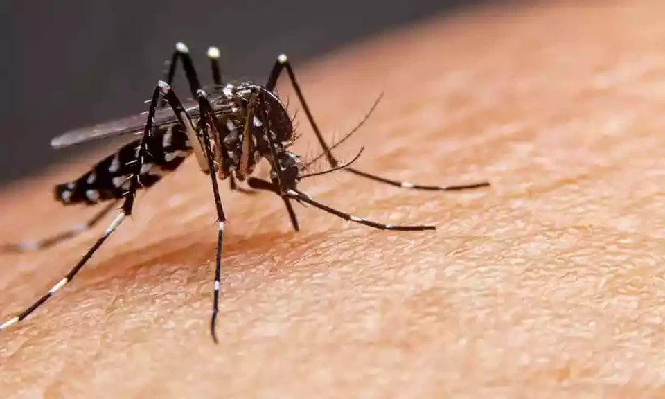 ARBOVIROSES: BH registra primeira morte por chikungunya em 2024