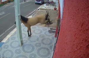 No Piauí, cavalo quebra porta de vidro de consultório odontológico a coices