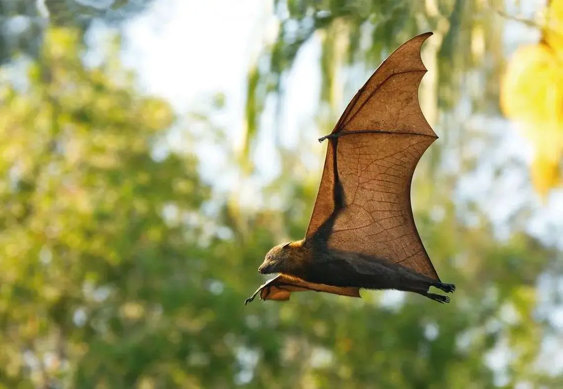 ALERTA: Morcego contaminado com vírus da raiva é encontrado no Sion, em BH